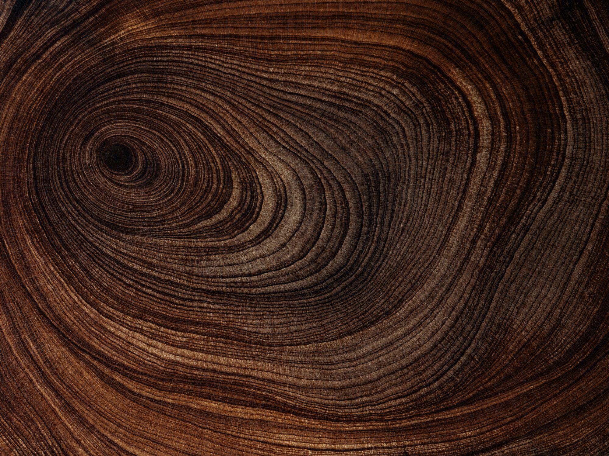 Wood grain texture with dark rings